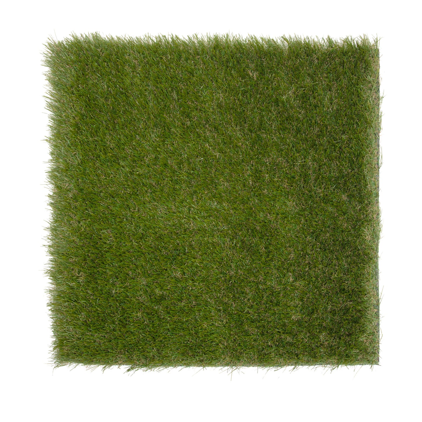 Pioneer Wall Grass